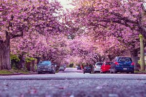 cherry blossoms new westminster