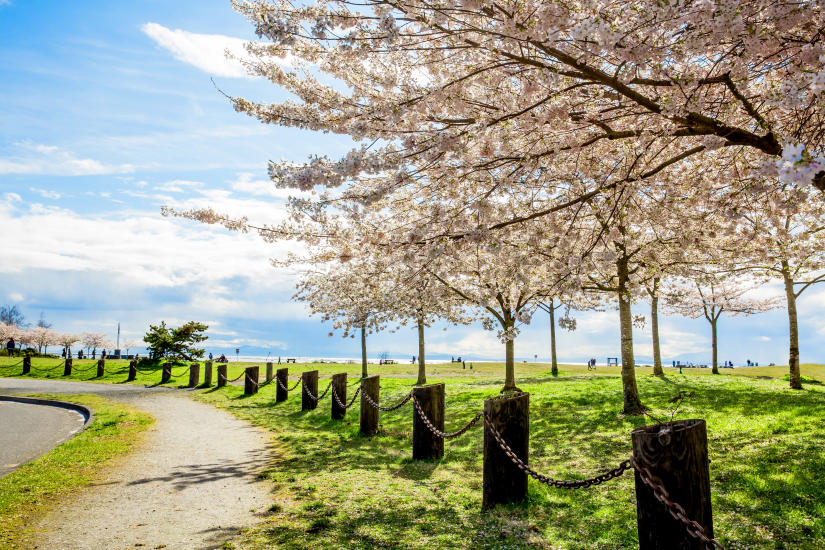 cherry blossoms richmond