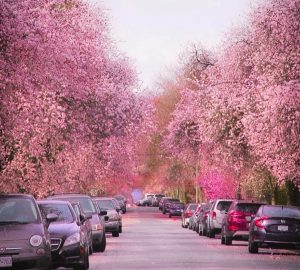 cherry blossoms tricities