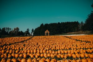 best pumpkin patches in metro vancouver