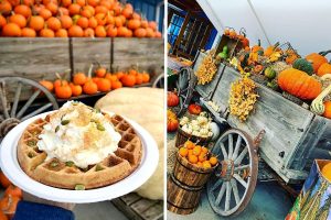 pumpkin patch langley