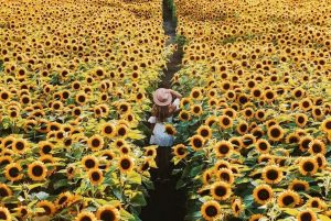 lakeland flowers