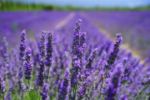 lavender farm richmond