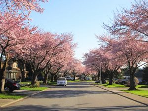 cherry blossoms surrey