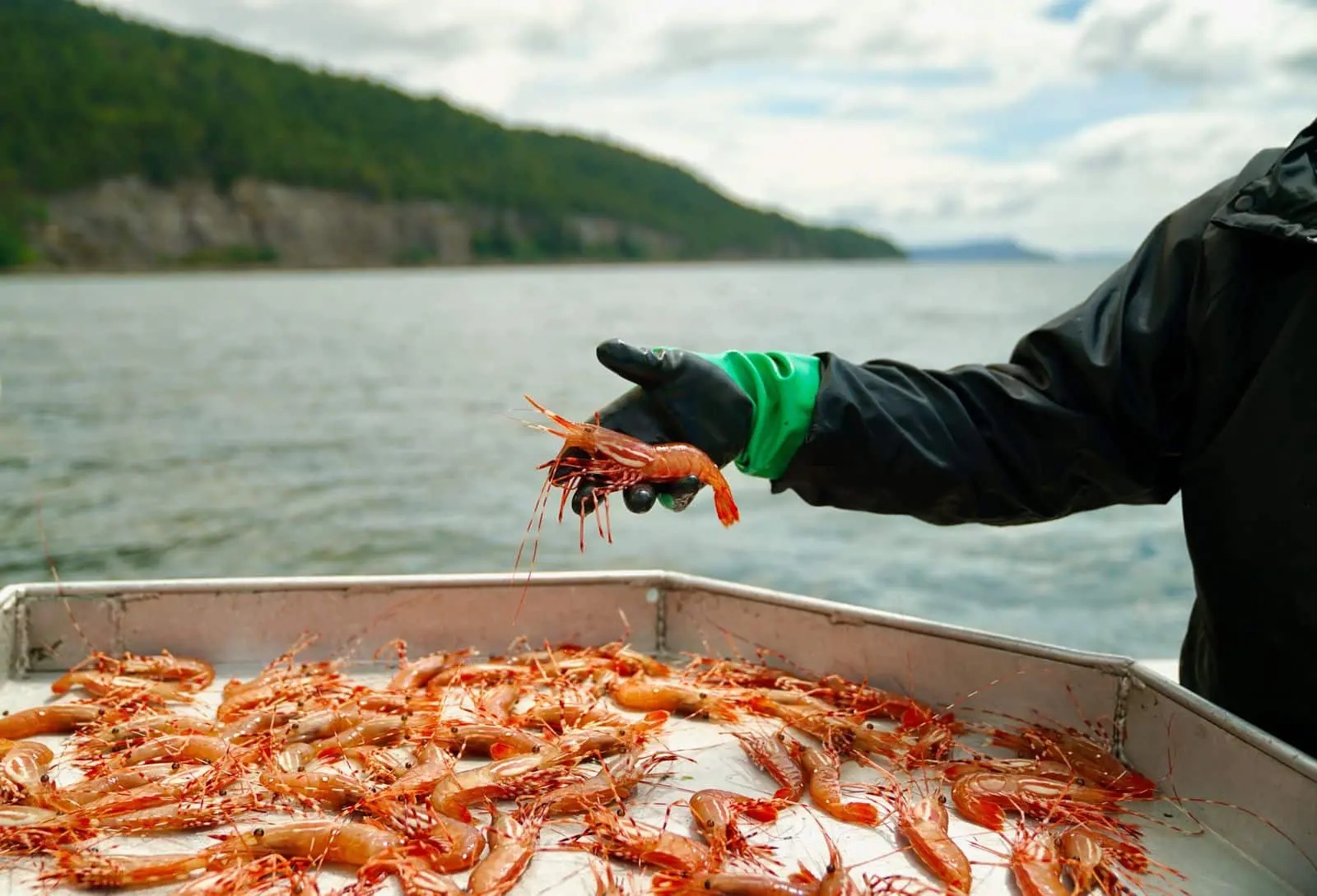 steveston spot prawn