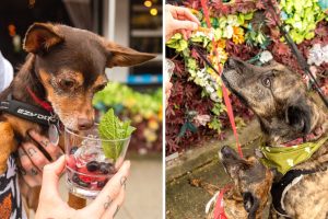 vancouver dog friendly patio