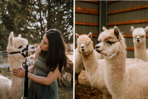 alpaca farm